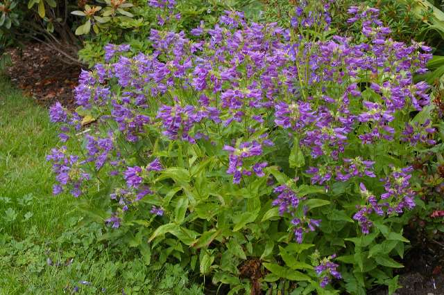 Penstemon serrulatus